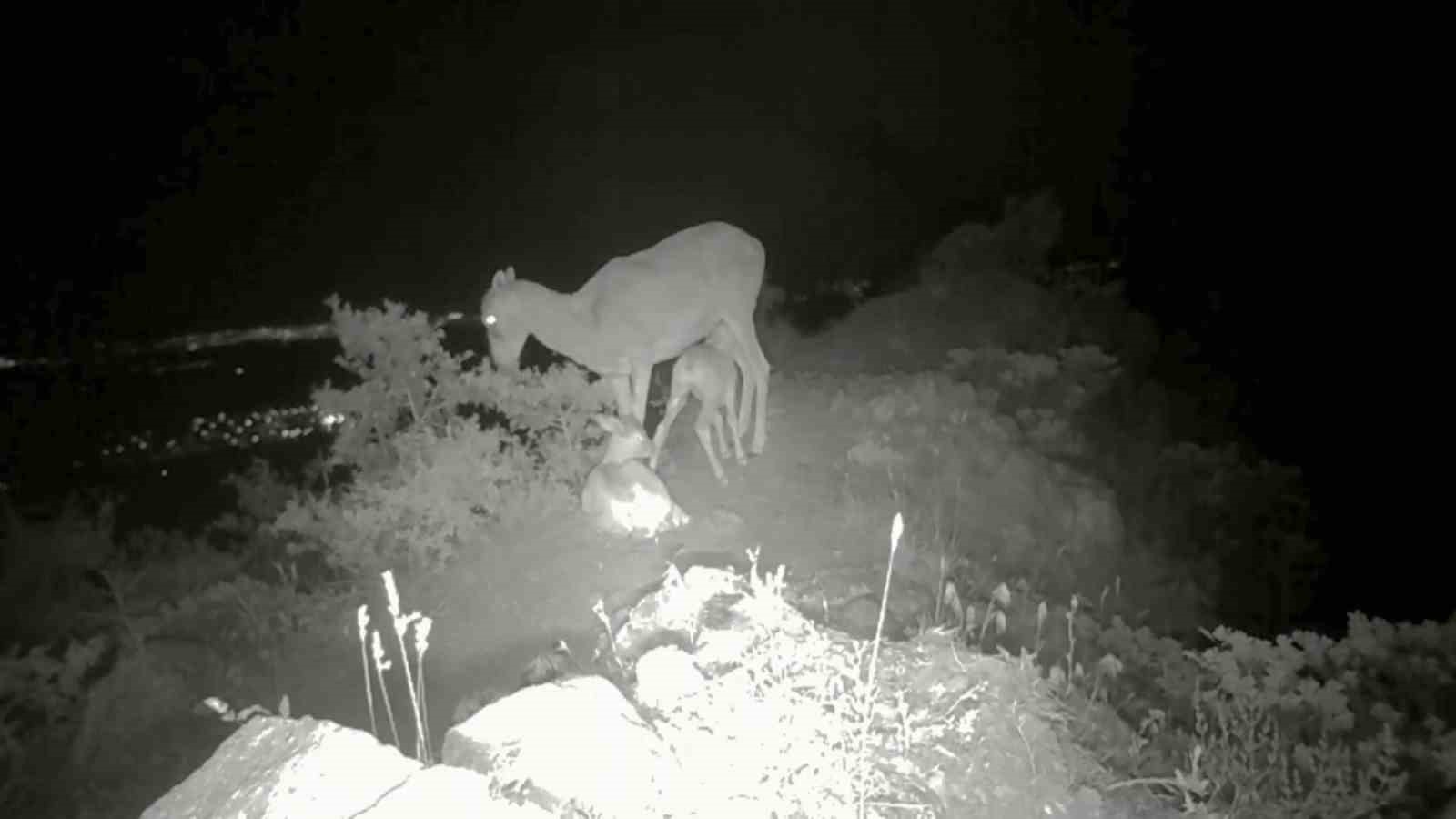 Anadolu yaban koyunu yavrularıyla görüntülendi
