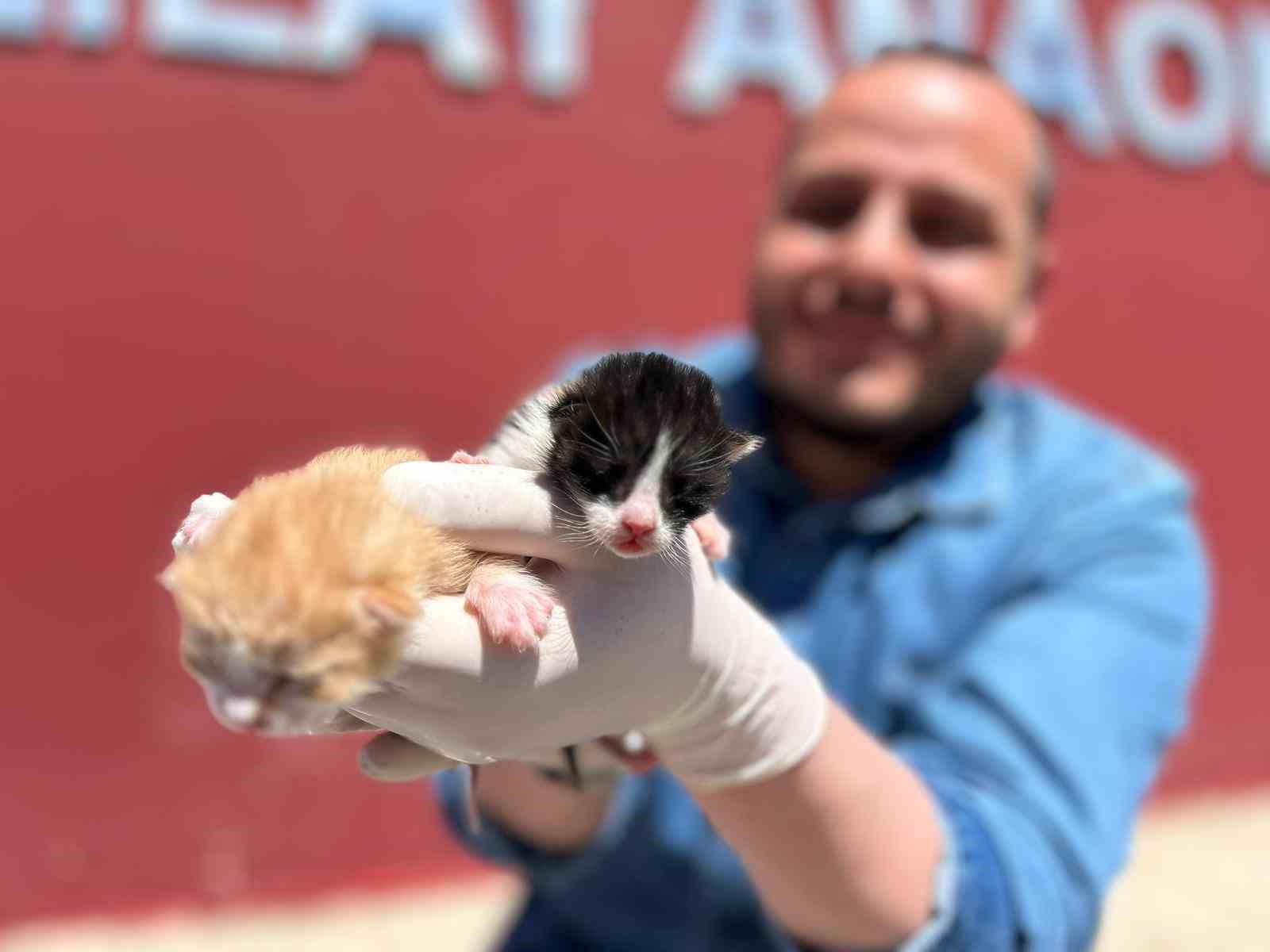 Anaokulunun misafiri ‘Fındık’ 6 yavru dünyaya getirdi
