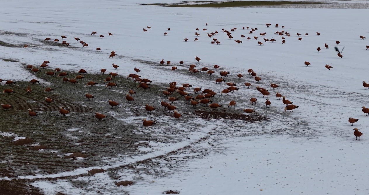 Angut kuşlarının belgesel tadında göçü
