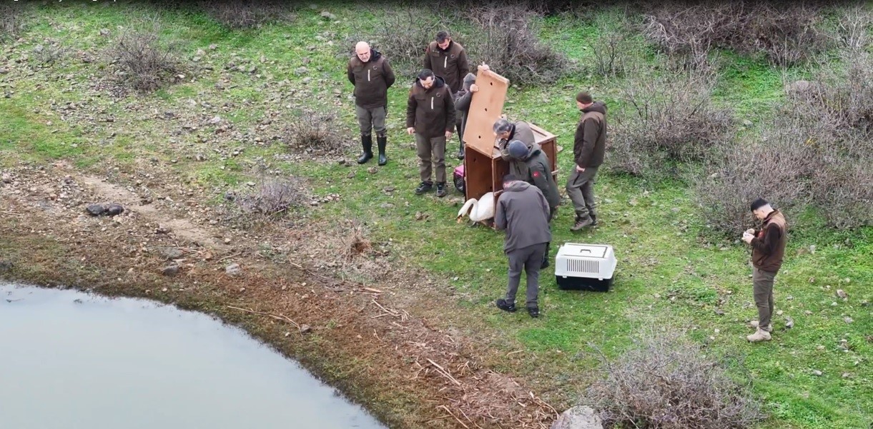 Ankara’da düşen kuğu Edirne’de özgürlüğüne kavuştu
