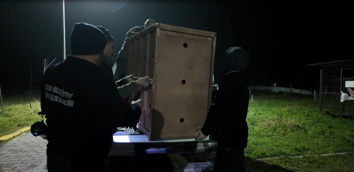 Ankara’da düşen kuğu Edirne’de özgürlüğüne kavuştu
