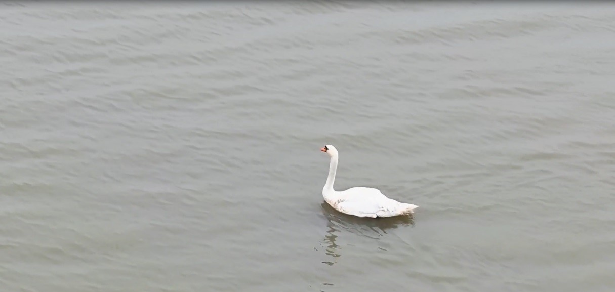 Ankara’da düşen kuğu Edirne’de özgürlüğüne kavuştu
