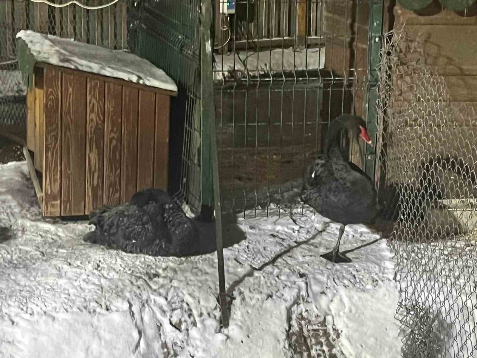 Ankara’da kar yağışının ardından hava sıcaklığı eksi 11 dereceye kadar düştü
