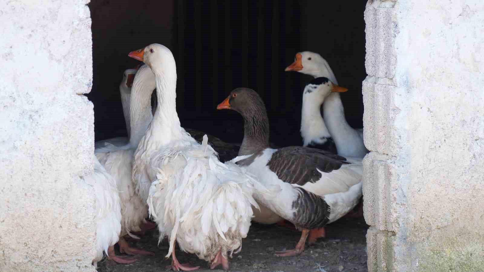 Ankara’da sıra dışı yaşam: Onlarca hayvanla ortak hayat kurdu
Ankara’da sıra dışı yaşam: Onlarca hayvanla ortak hayat kurdu