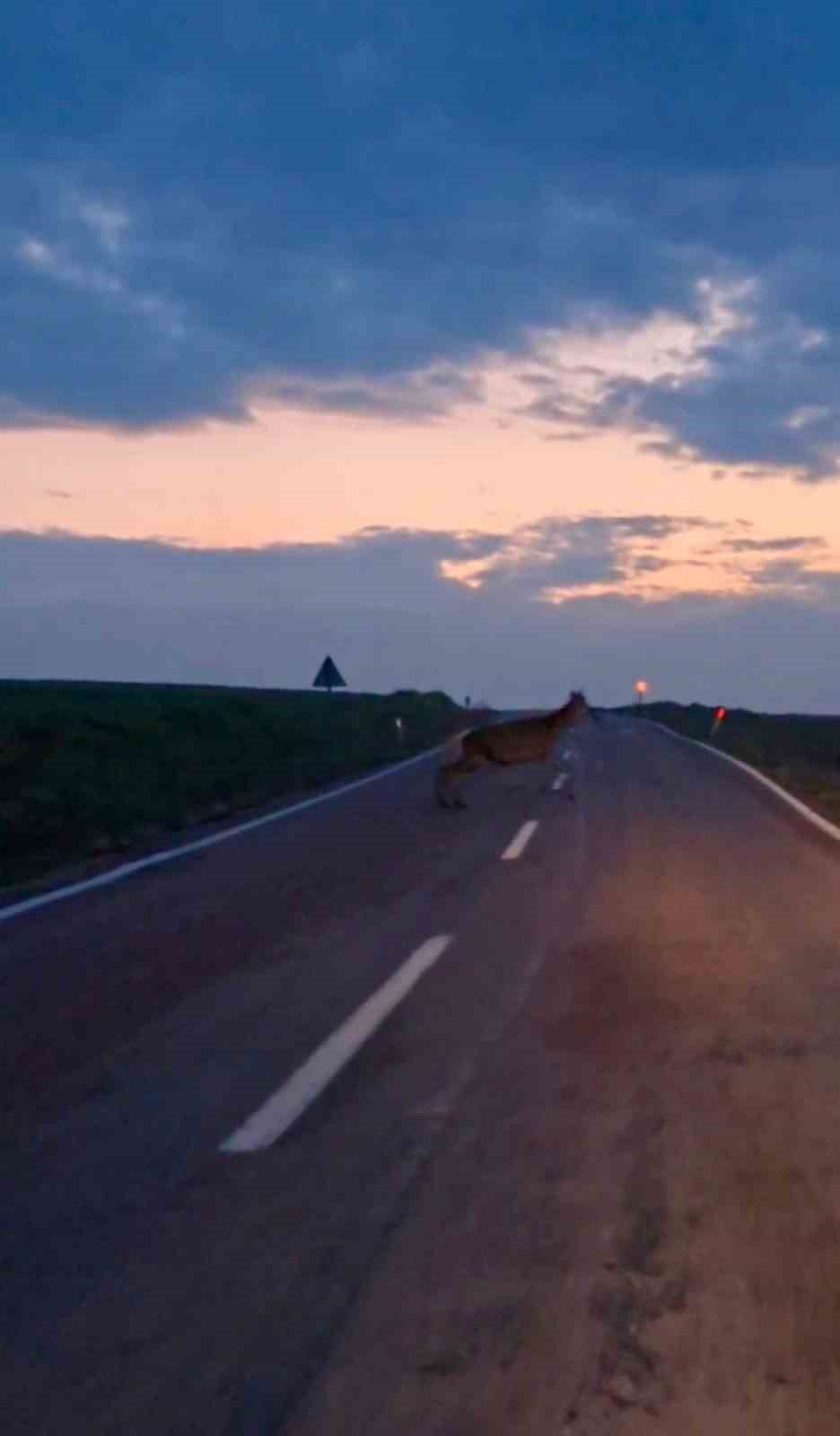 Ankara’da yaban geyiği sürüsü görüldü
