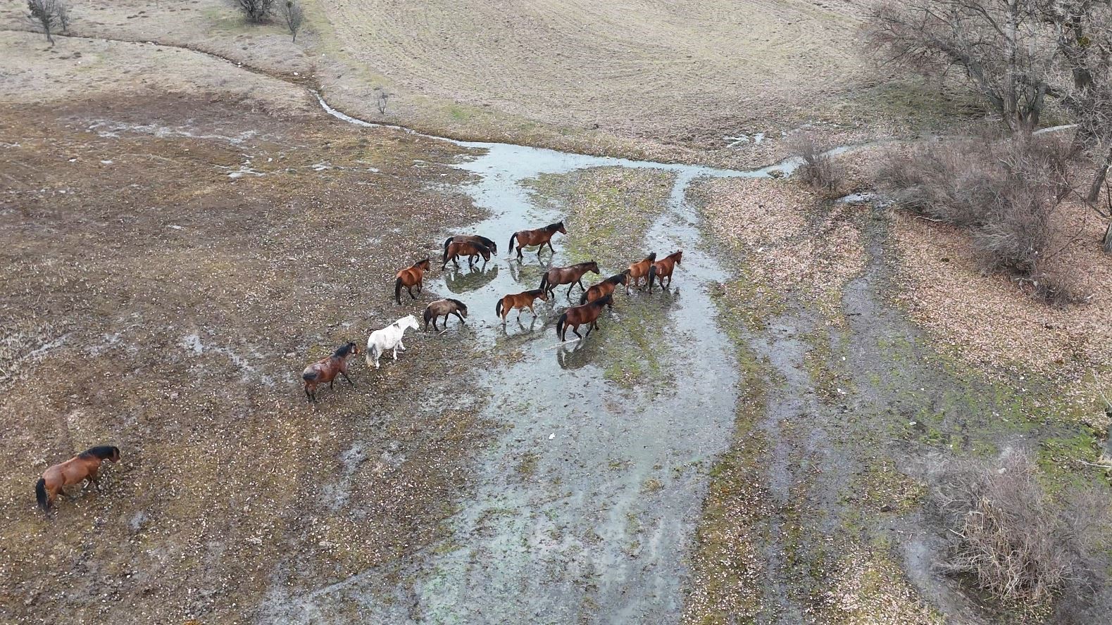 Ankara’da yılkı atları havadan görüntülendi
