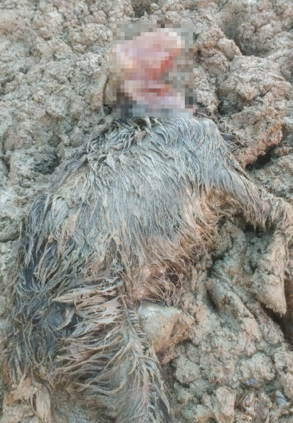 Ankara’daki bir köyde çiftliğe giren kurt sürüsü hayvanları telef etti
