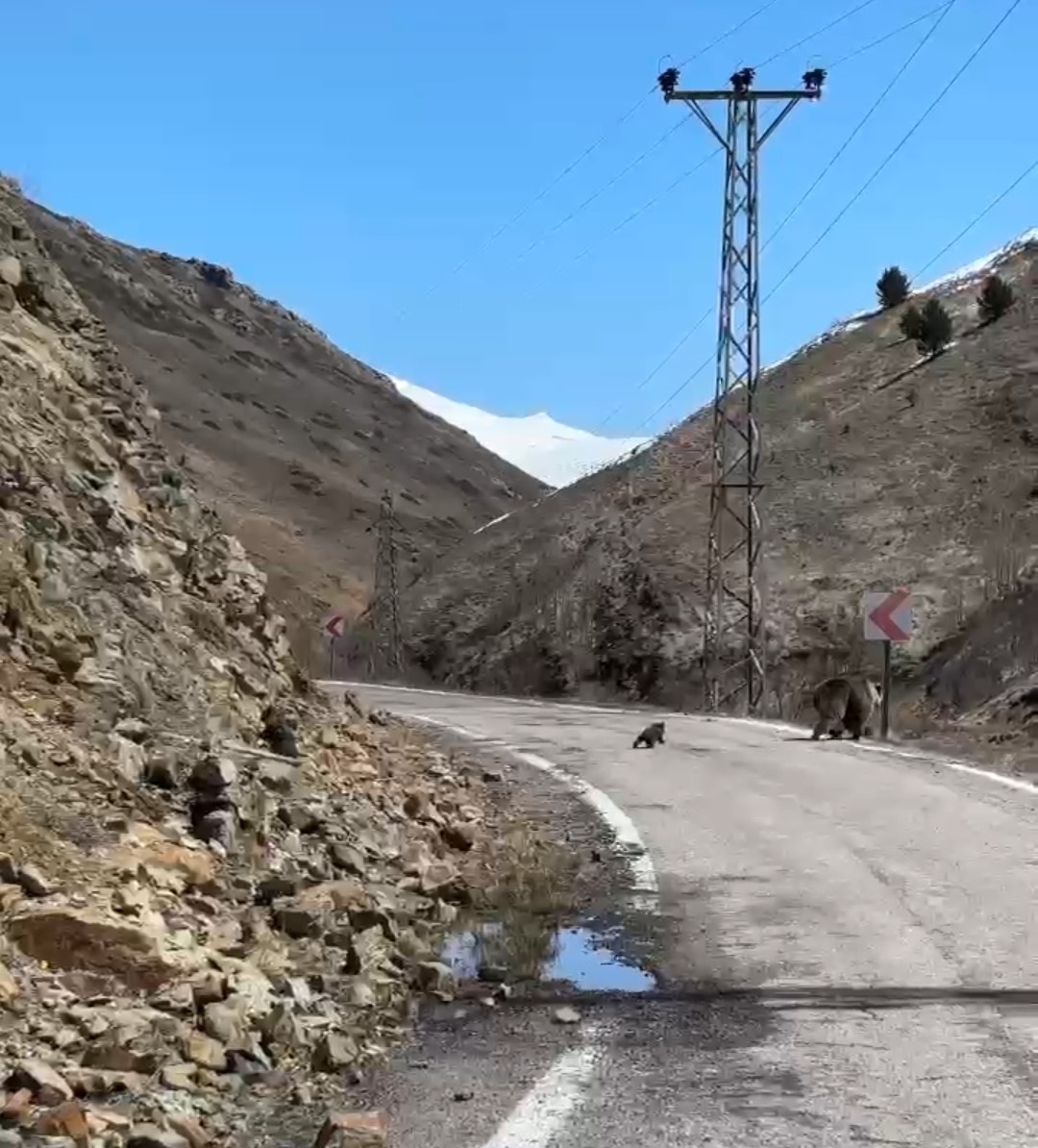 Anne ayı ve yavruları yolda görüntülendi, minik yavrunun çabası gülümsetti
