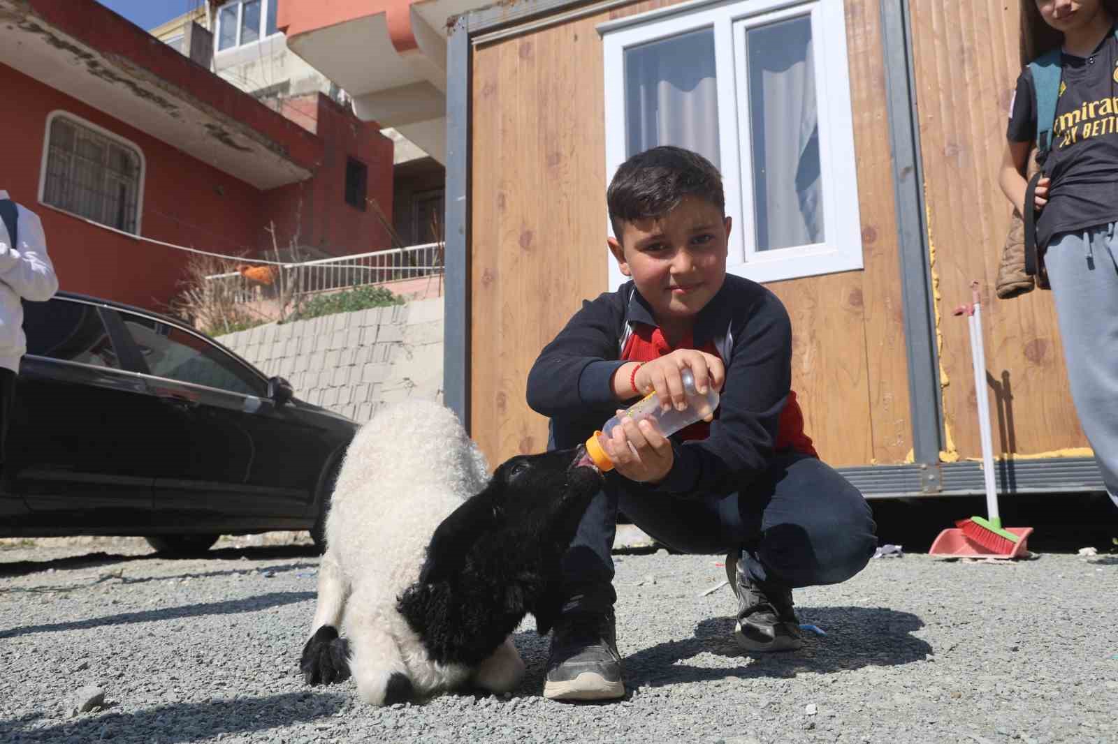 Annesi doğumda telef olan ’Boncuk’ kuzu, elbisesi ve biberonuyla ilgi odağı oldu
