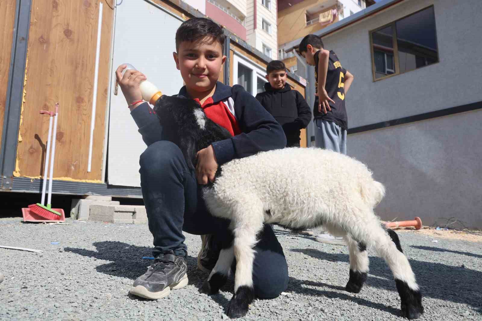 Annesi doğumda telef olan ’Boncuk’ kuzu, elbisesi ve biberonuyla ilgi odağı oldu
