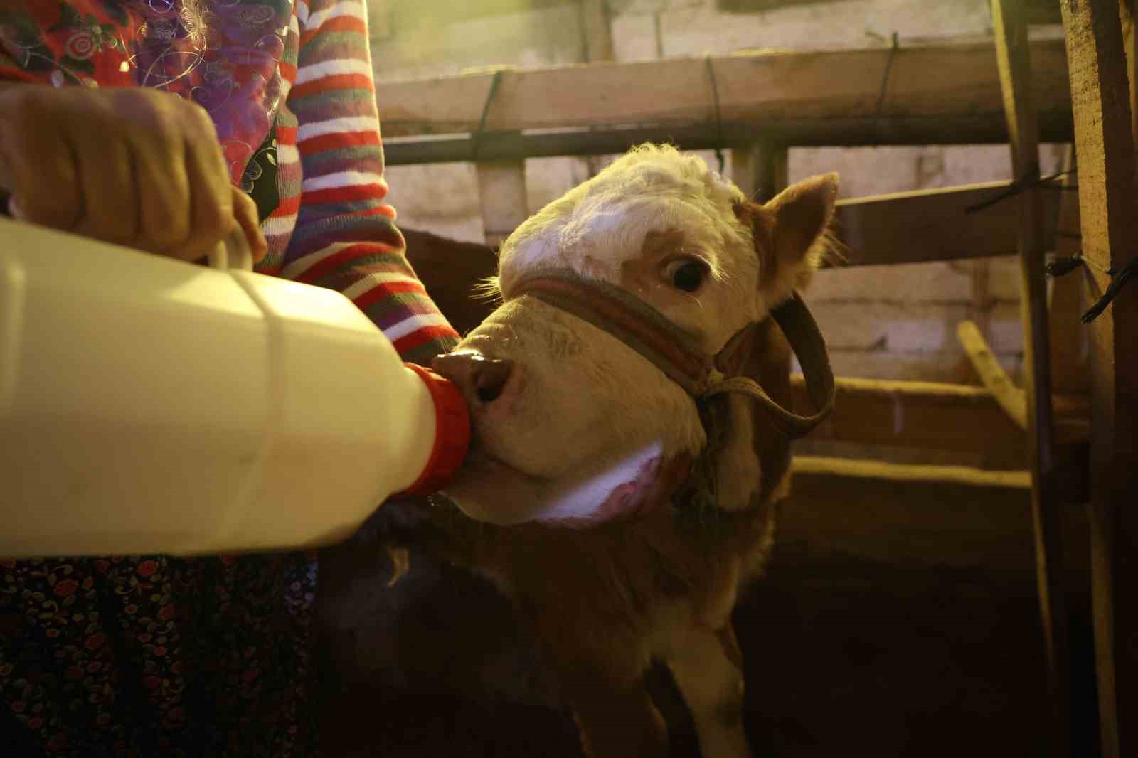 Annesi ölen buzağıyı elleriyle besliyorlar
