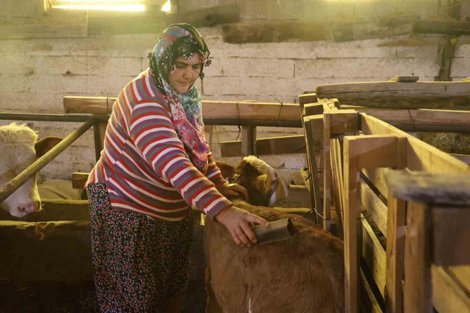 Annesi ölen buzağıyı elleriyle besliyorlar
