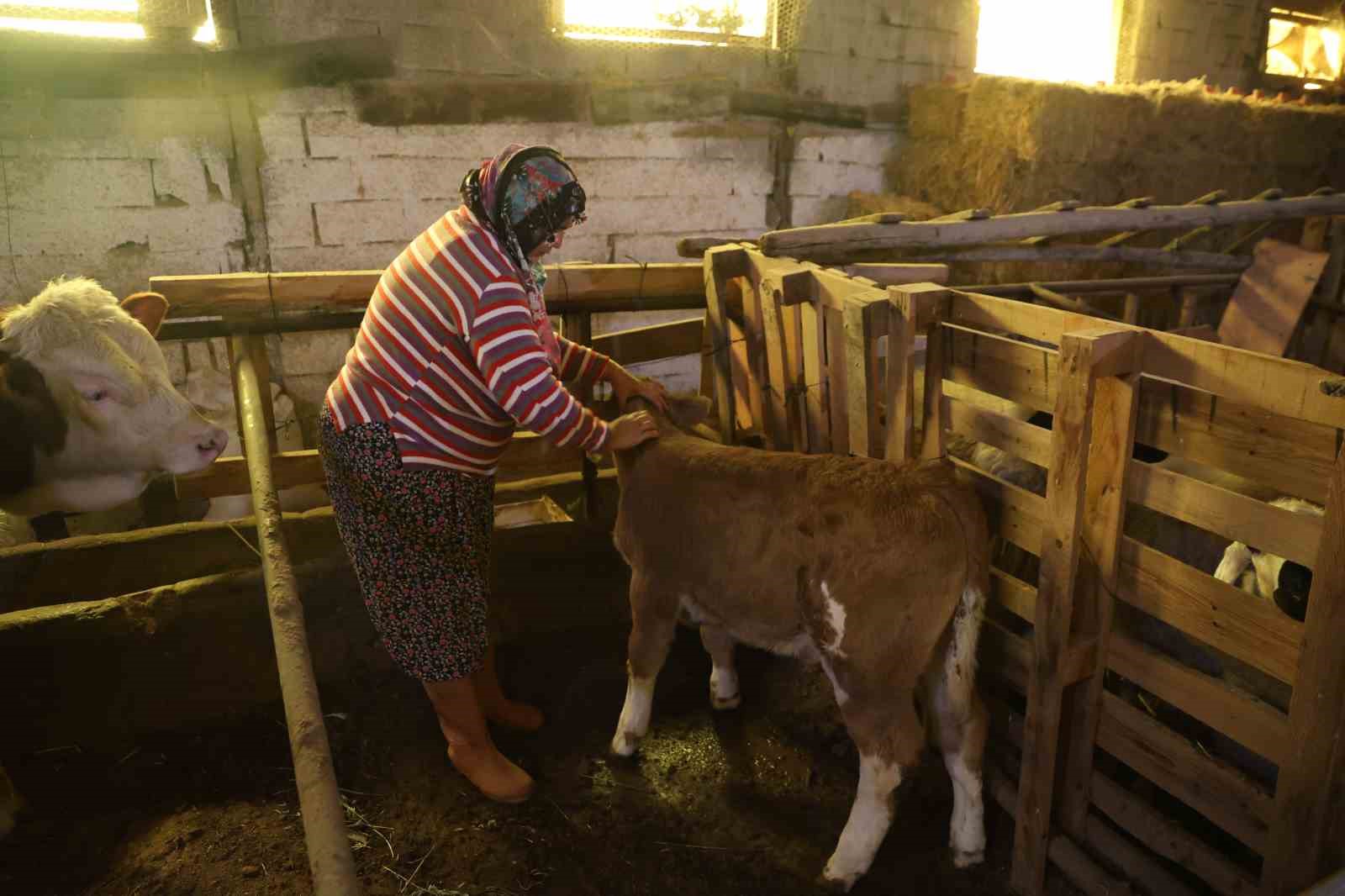 Annesi ölen buzağıyı elleriyle besliyorlar
