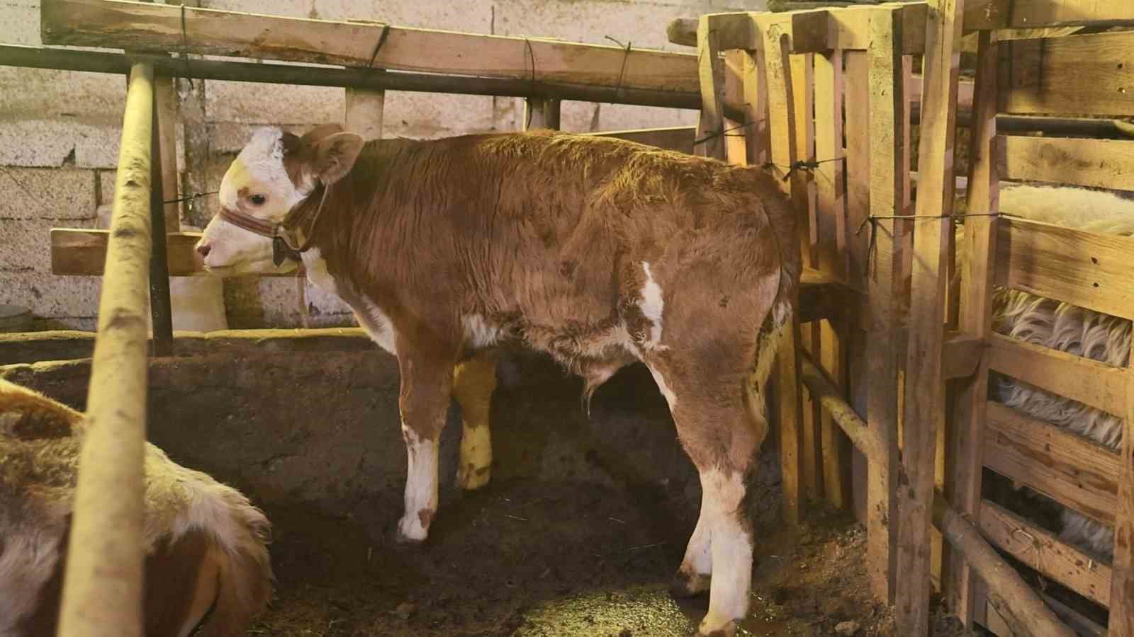 Annesi ölen buzağıyı elleriyle besliyorlar
