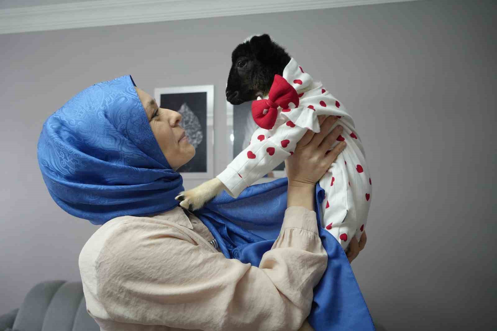 Annesi ölen kuzuya evinde bebek gibi bakıyor
Annesi ölen kuzuya evinde bebek gibi bakıyor