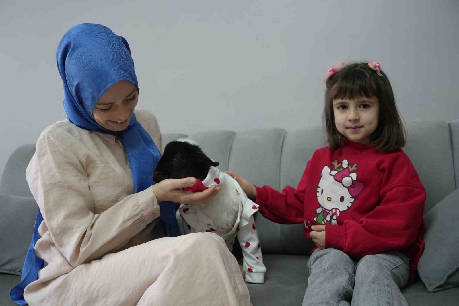 Annesi ölen kuzuya evinde bebek gibi bakıyor
Annesi ölen kuzuya evinde bebek gibi bakıyor