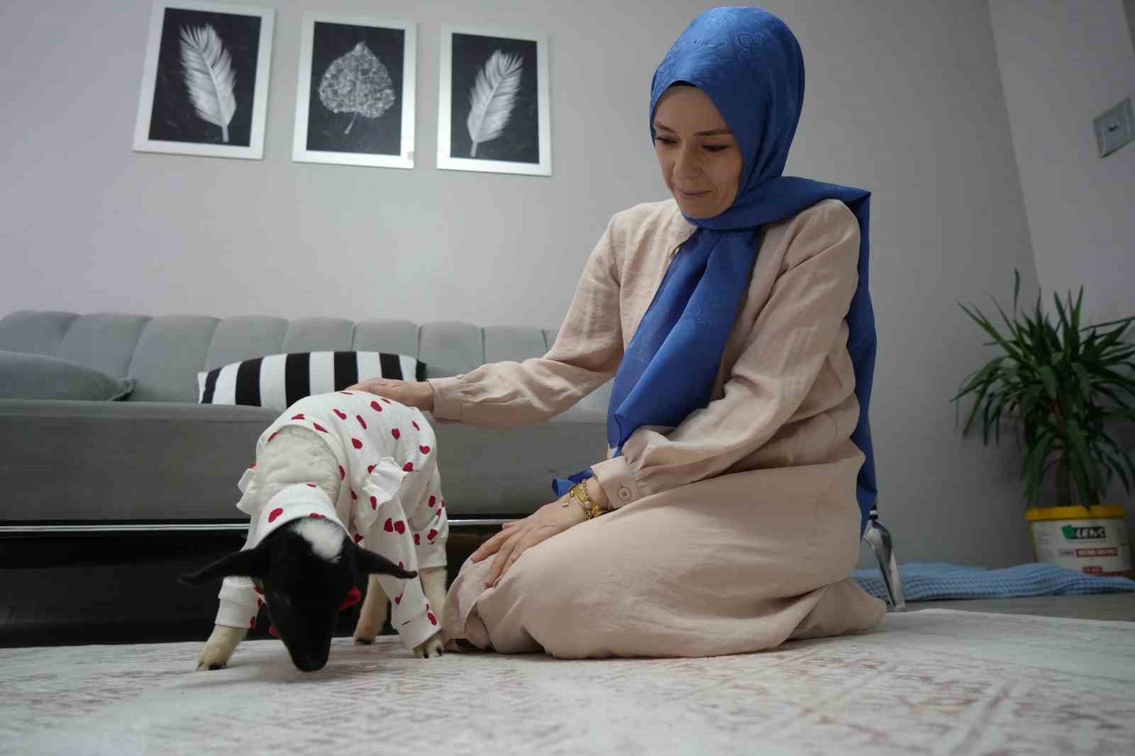 Annesi ölen kuzuya evinde bebek gibi bakıyor
Annesi ölen kuzuya evinde bebek gibi bakıyor