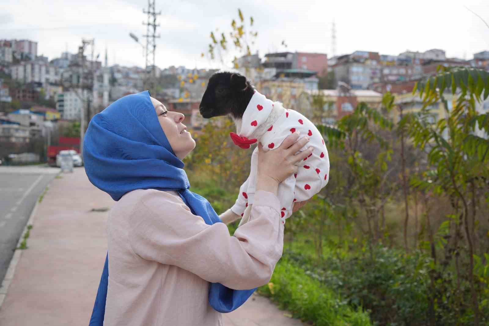 Annesi ölen kuzuya evinde bebek gibi bakıyor
Annesi ölen kuzuya evinde bebek gibi bakıyor