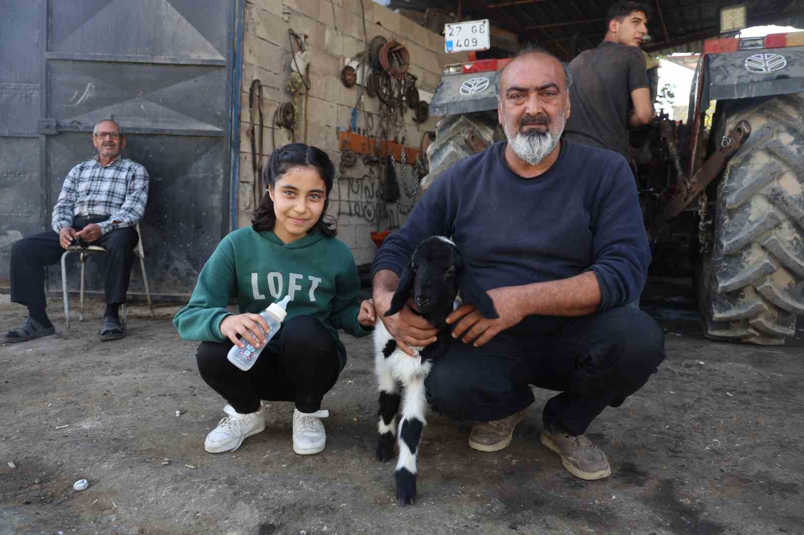 Annesi telef olan kuzuya şefkatle yaklaşan aile, Karabaş’ı biberonla besliyor
