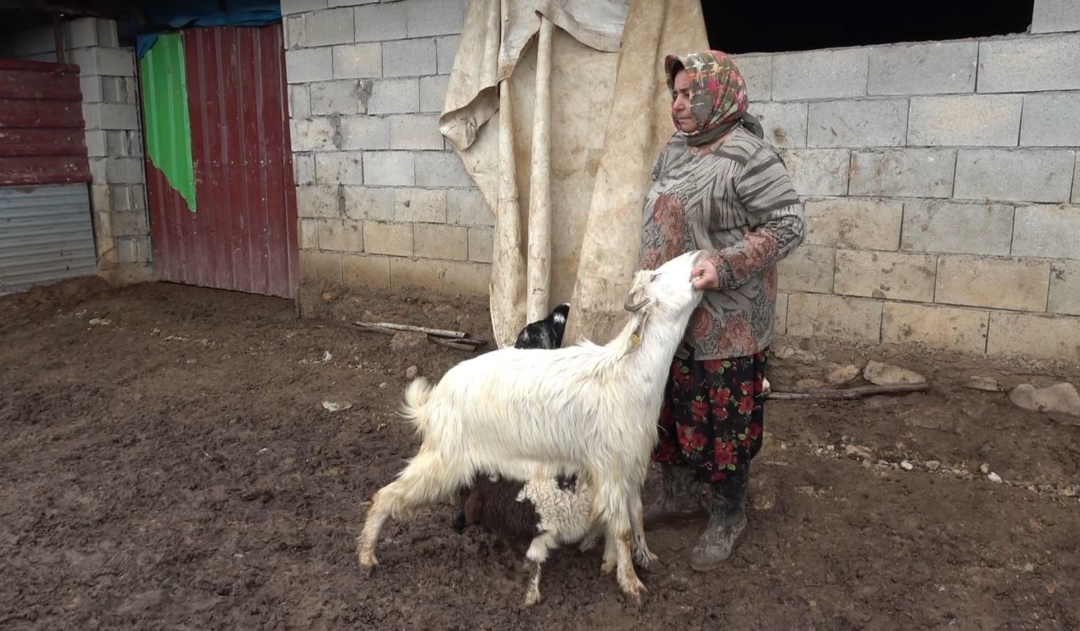 Annesinin kabul etmediği kuzuyu keçiler sahiplendi
