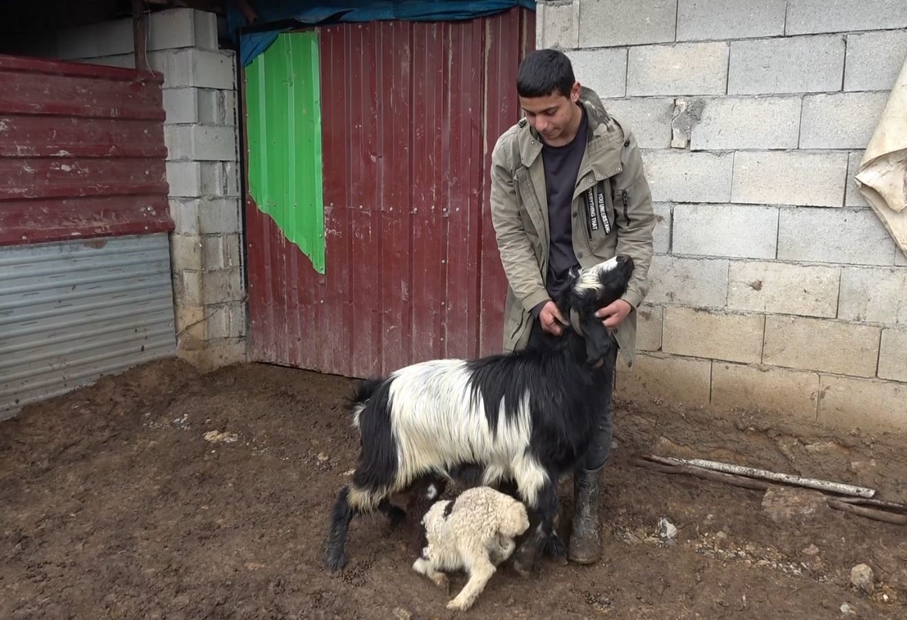 Annesinin kabul etmediği kuzuyu keçiler sahiplendi
