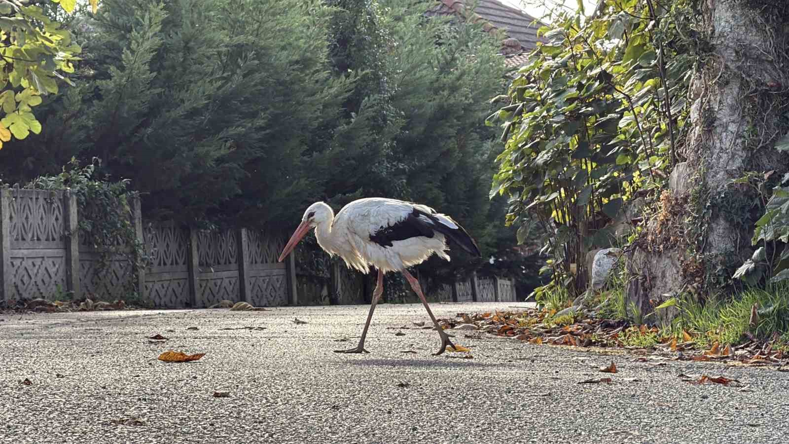 Annesinin yuvadan attığı leyleğe, mahalleli anne ve baba oldu

