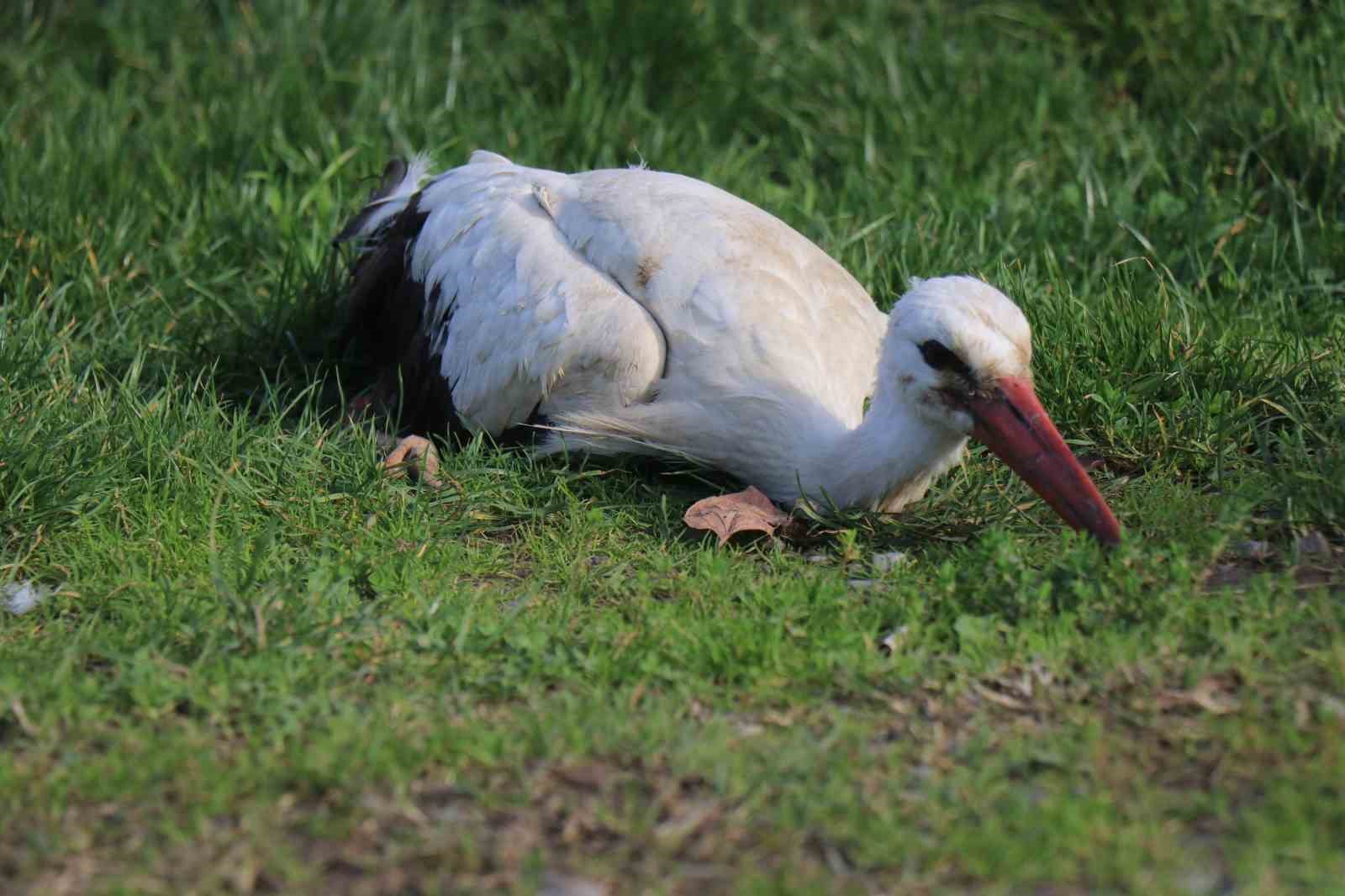 Annesinin yuvadan attığı leyleğe, mahalleli anne ve baba oldu
