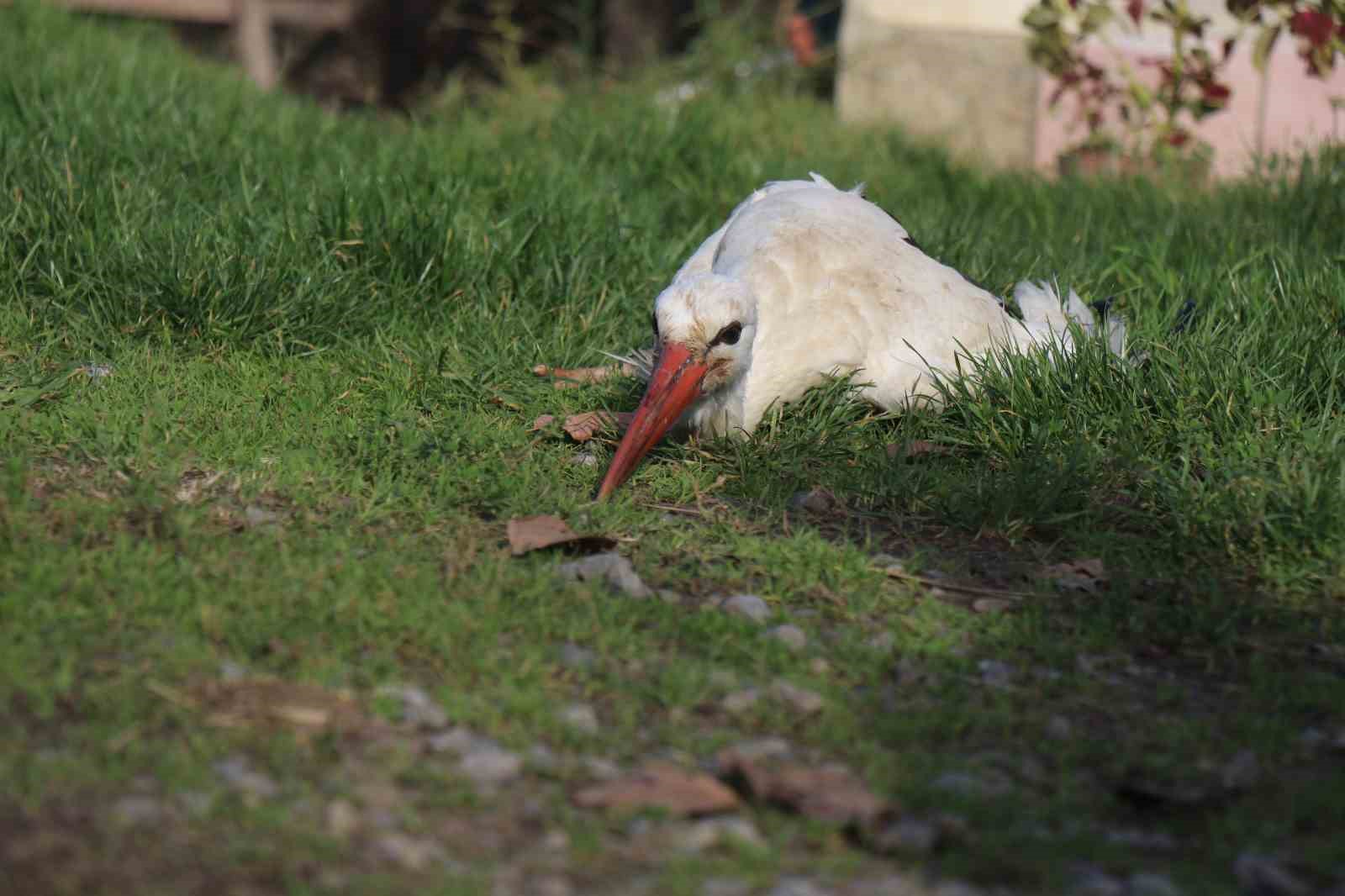 Annesinin yuvadan attığı leyleğe, mahalleli anne ve baba oldu
