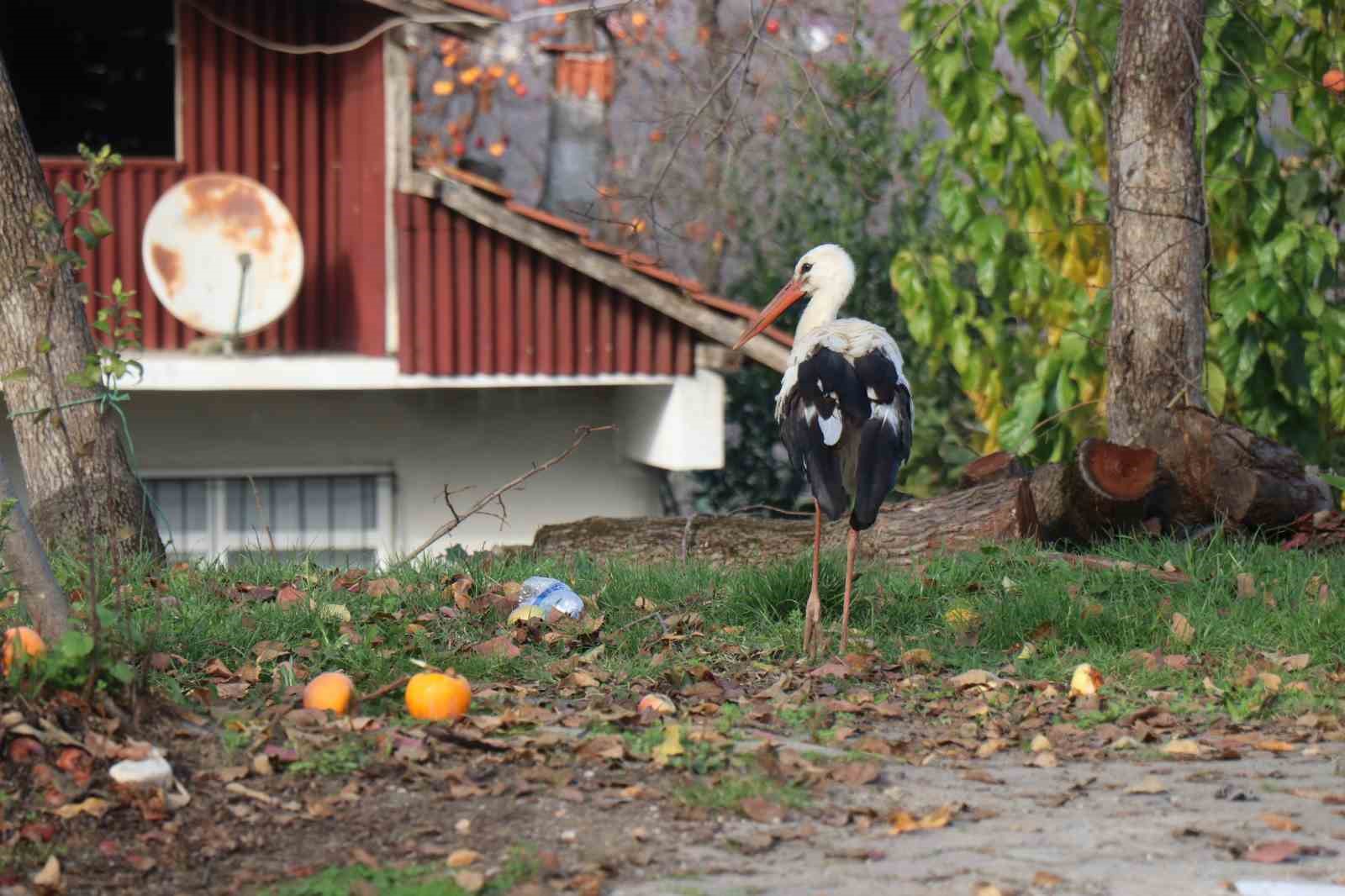 Annesinin yuvadan attığı leyleğe, mahalleli anne ve baba oldu
