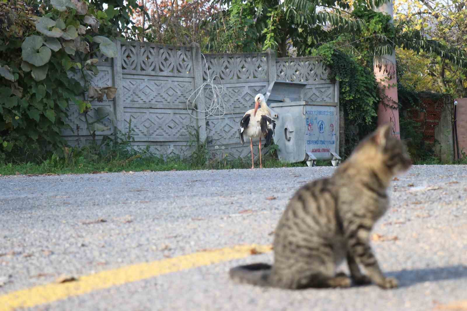 Annesinin yuvadan attığı leyleğe, mahalleli anne ve baba oldu

