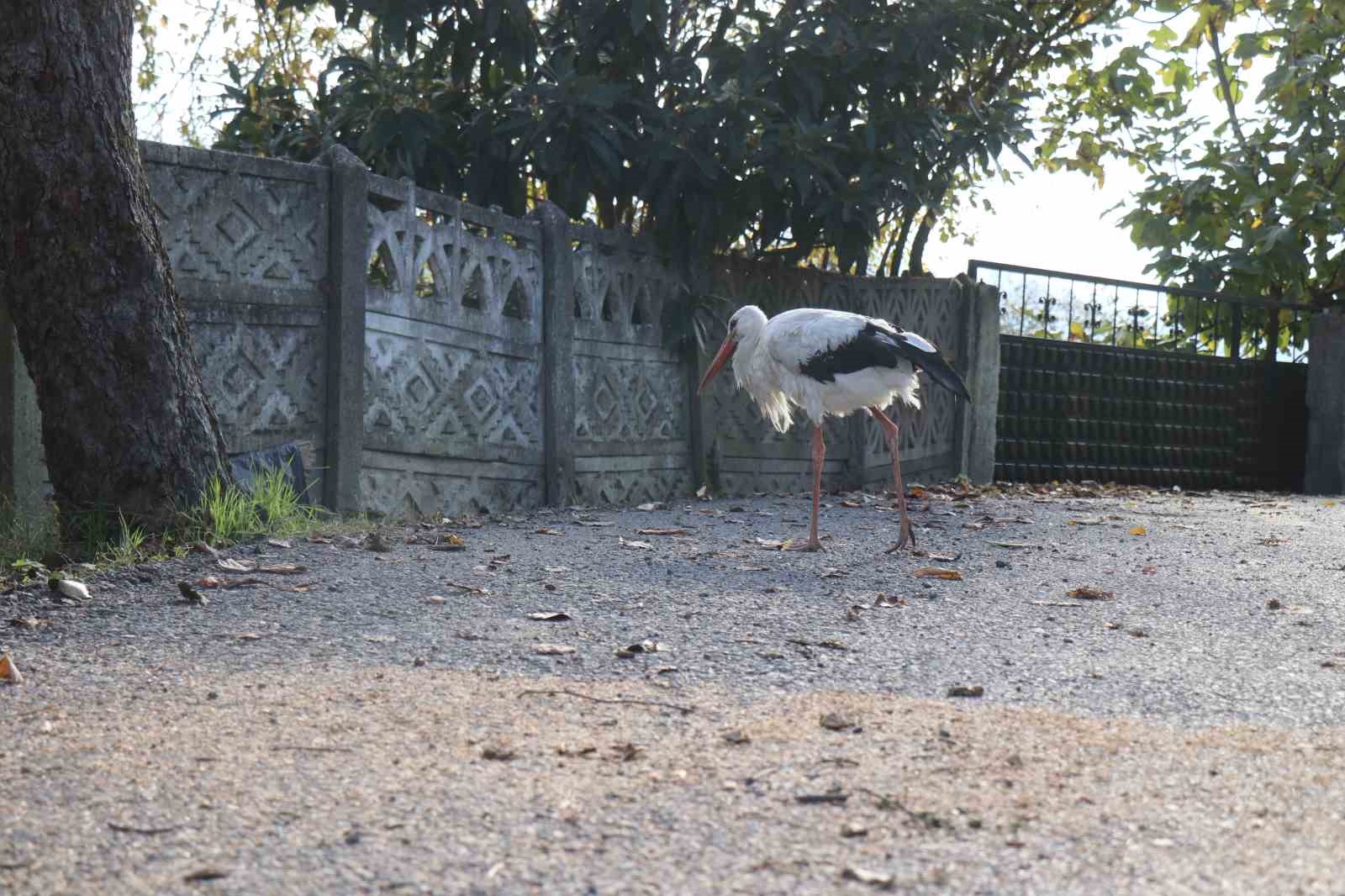 Annesinin yuvadan attığı leyleğe, mahalleli anne ve baba oldu
