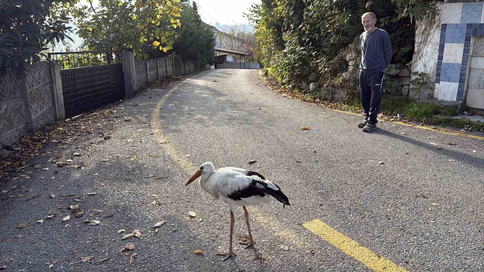 Annesinin yuvadan attığı leyleğe, mahalleli anne ve baba oldu
