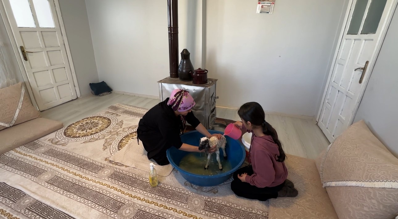 Annesiz kalan kuzu ailenin ‘Umut’u oldu
Annesiz kalan kuzu ailenin ‘Umut’u oldu