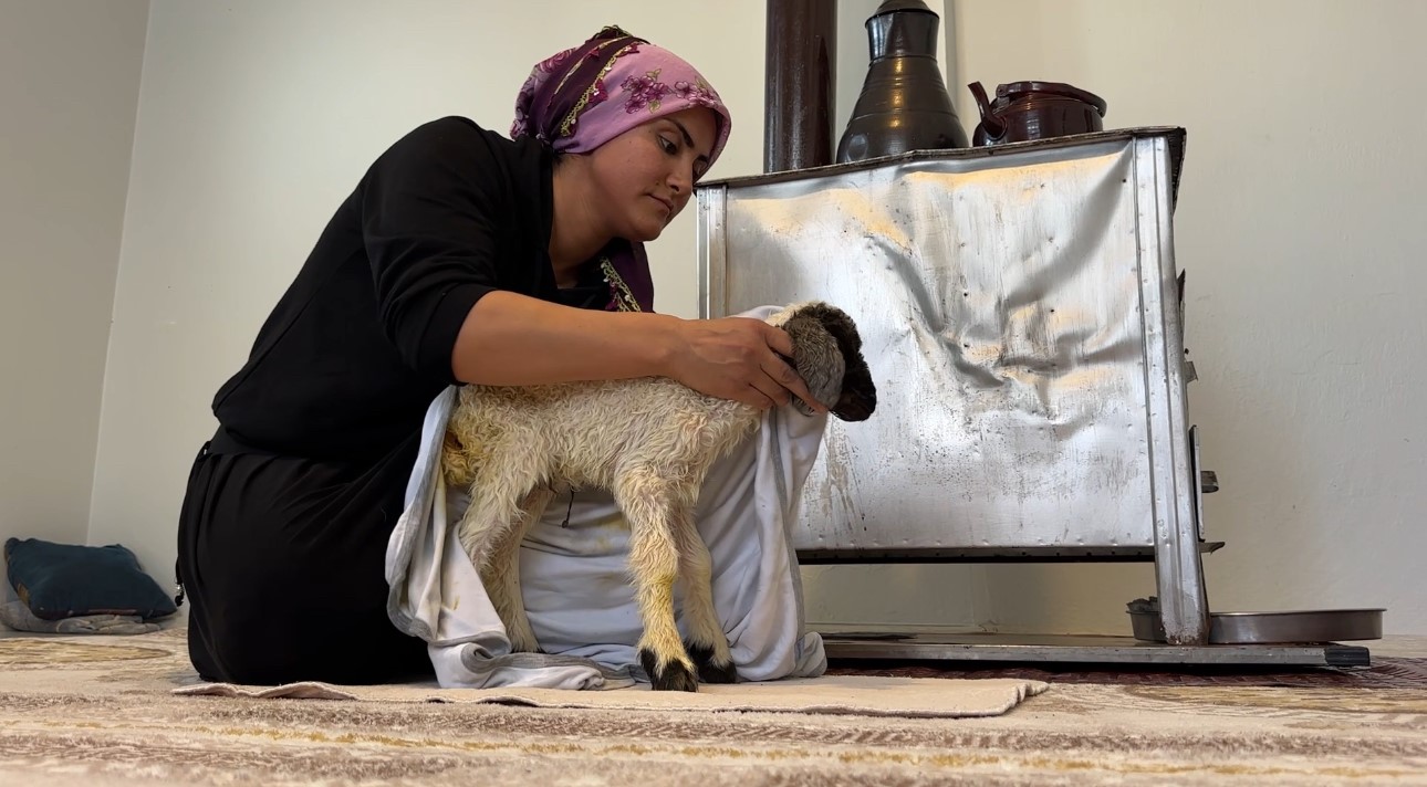 Annesiz kalan kuzu ailenin ‘Umut’u oldu
Annesiz kalan kuzu ailenin ‘Umut’u oldu