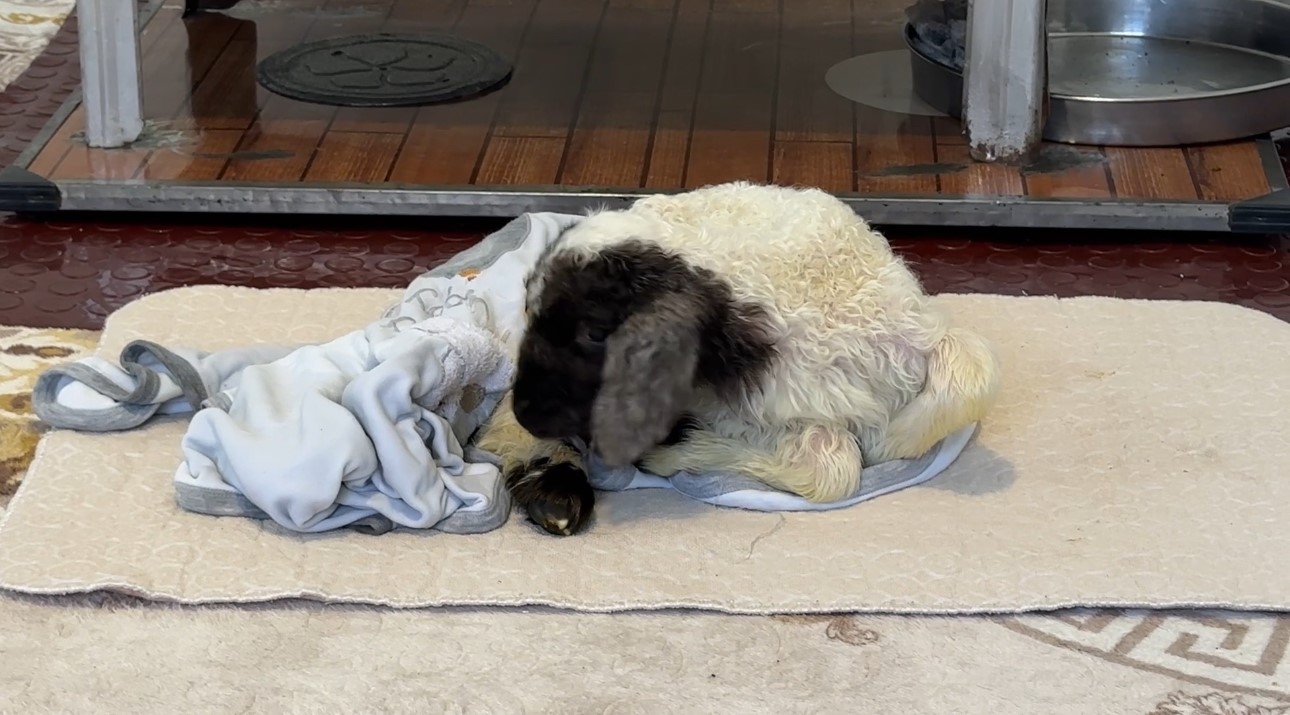 Annesiz kalan kuzu ailenin ‘Umut’u oldu
Annesiz kalan kuzu ailenin ‘Umut’u oldu