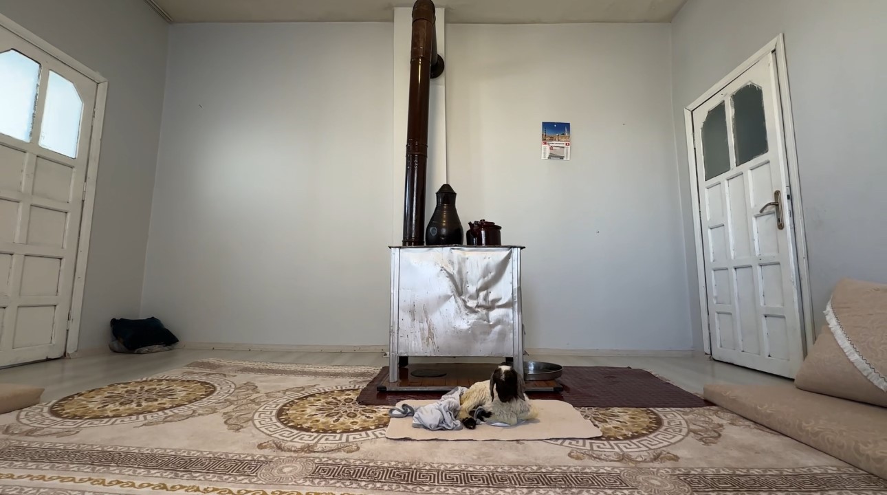 Annesiz kalan kuzu ailenin ‘Umut’u oldu
Annesiz kalan kuzu ailenin ‘Umut’u oldu