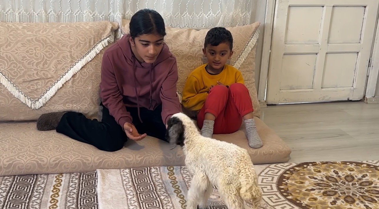 Annesiz kalan kuzu ailenin ‘Umut’u oldu
Annesiz kalan kuzu ailenin ‘Umut’u oldu