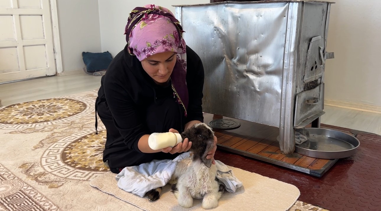 Annesiz kalan kuzu ailenin ‘Umut’u oldu
Annesiz kalan kuzu ailenin ‘Umut’u oldu