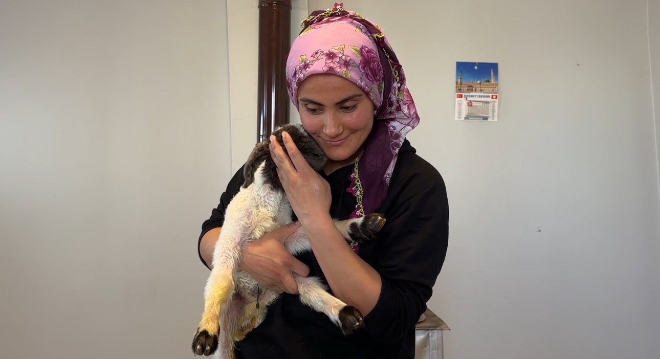 Annesiz kalan kuzu ailenin ‘Umut’u oldu
Annesiz kalan kuzu ailenin ‘Umut’u oldu