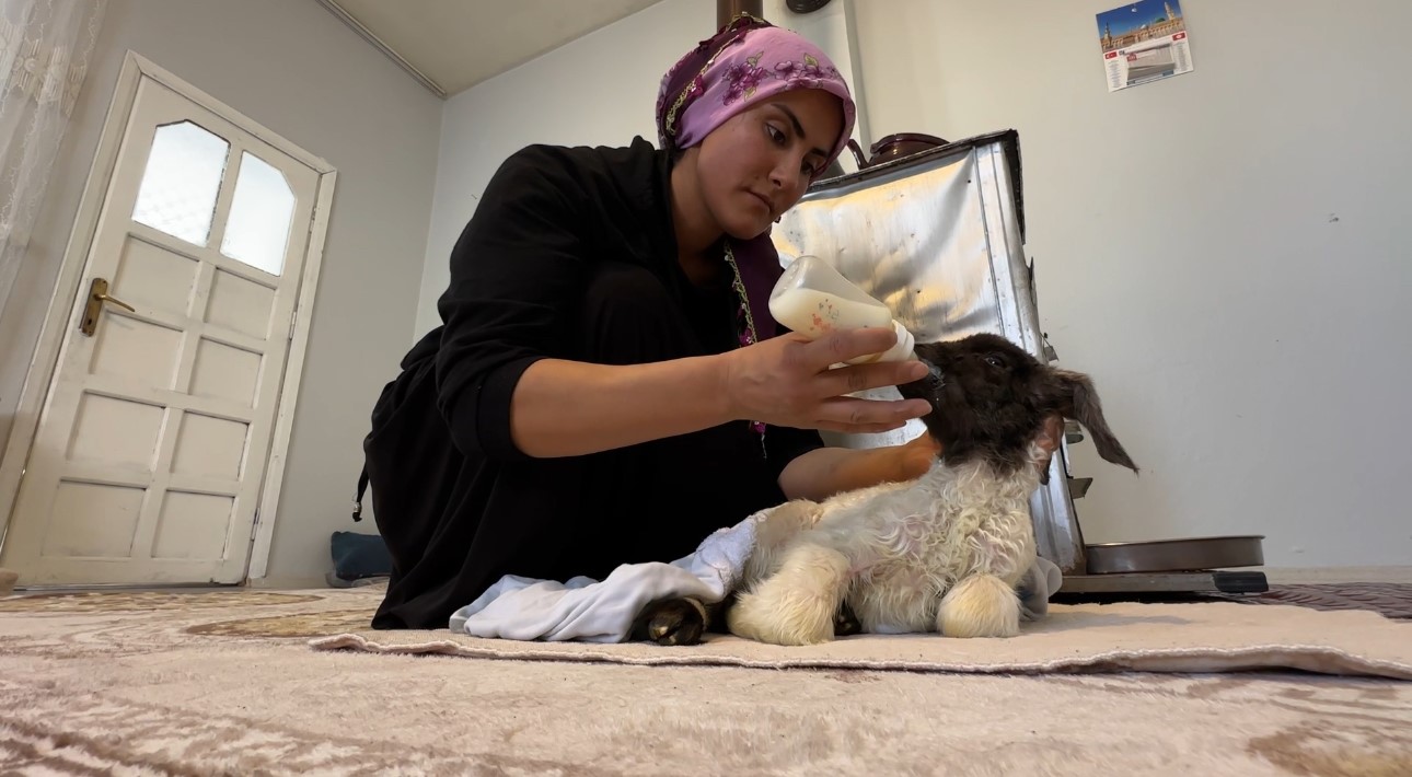 Annesiz kalan kuzu ailenin ‘Umut’u oldu
Annesiz kalan kuzu ailenin ‘Umut’u oldu