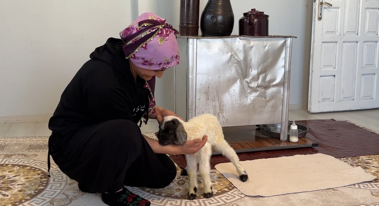 Annesiz kalan kuzu ailenin ‘Umut’u oldu
Annesiz kalan kuzu ailenin ‘Umut’u oldu