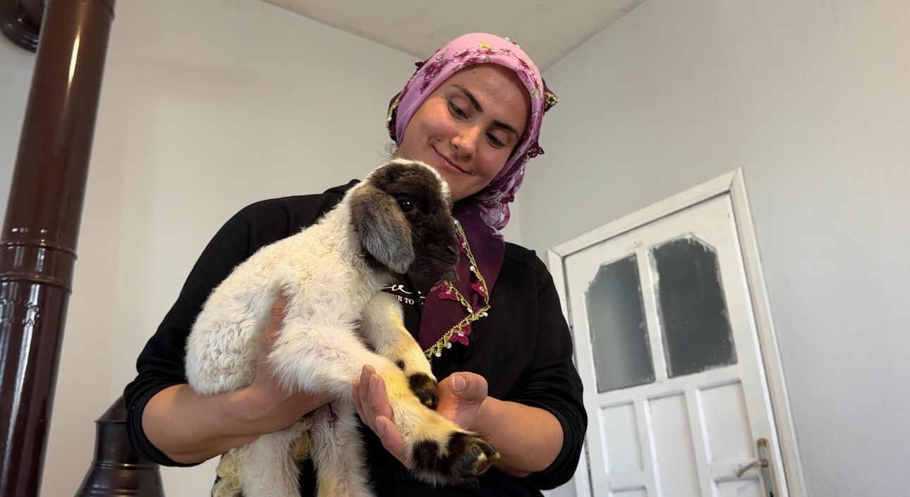 Annesiz kalan kuzu ailenin ‘Umut’u oldu
Annesiz kalan kuzu ailenin ‘Umut’u oldu