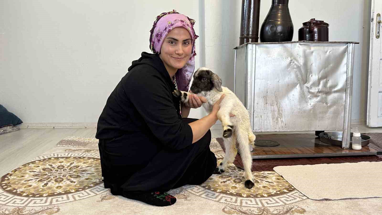 Annesiz kalan kuzu ailenin ‘Umut’u oldu
Annesiz kalan kuzu ailenin ‘Umut’u oldu