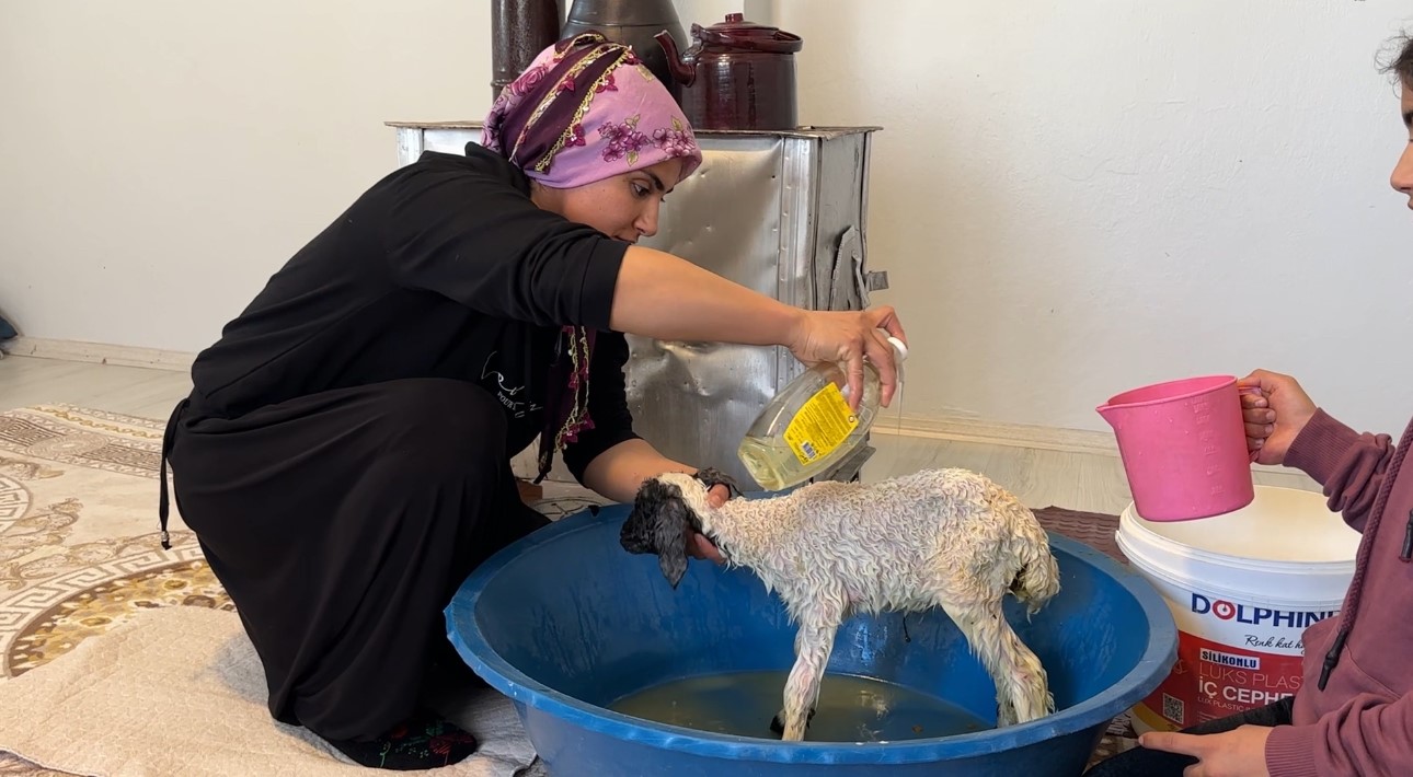 Annesiz kalan kuzu ailenin ‘Umut’u oldu
Annesiz kalan kuzu ailenin ‘Umut’u oldu