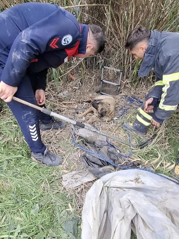 Antakya’da kuyuya düşen köpeği itfaiye kurtardı
