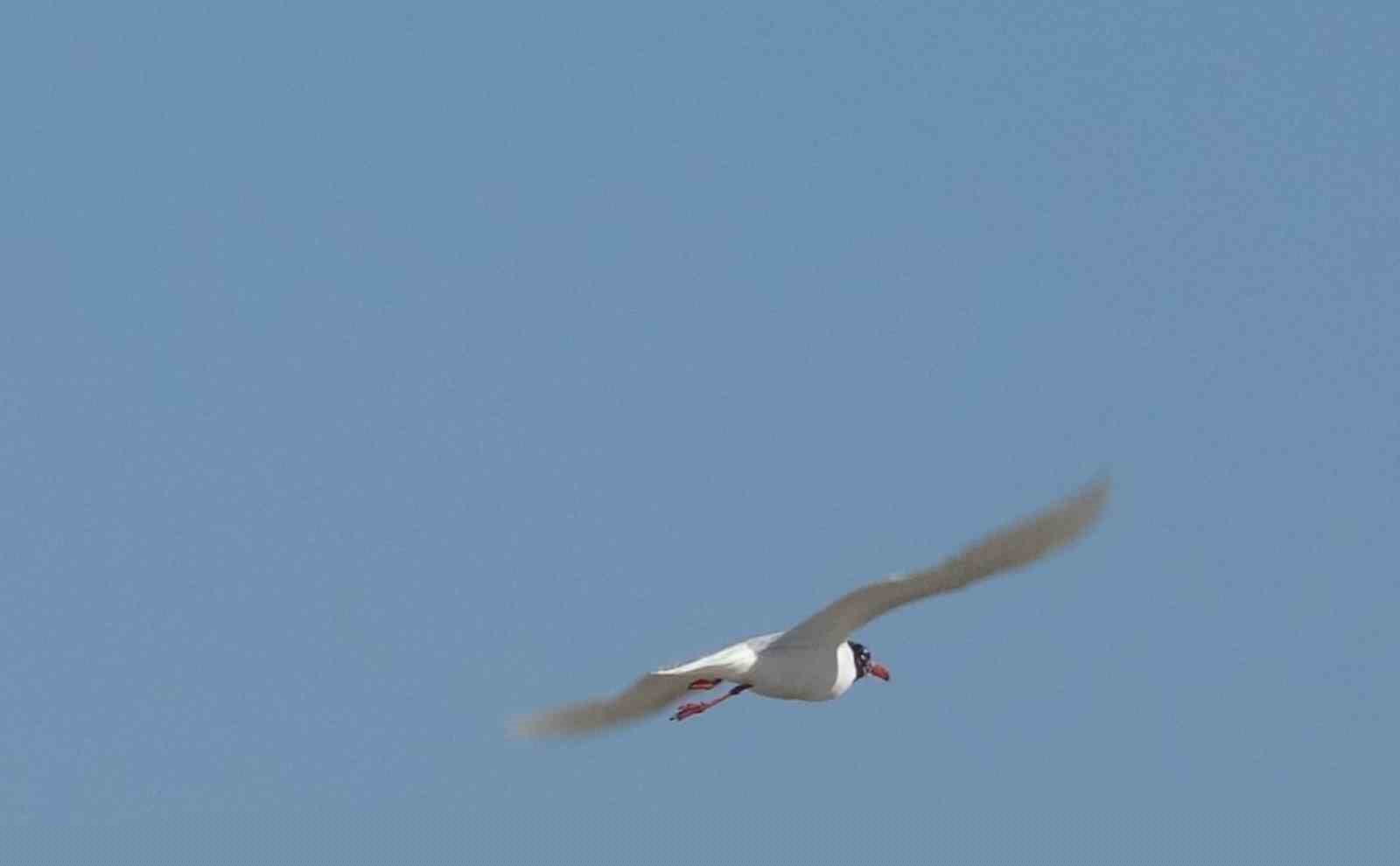 Antalya itfaiyesinden film gibi martı kurtarma operasyonu
