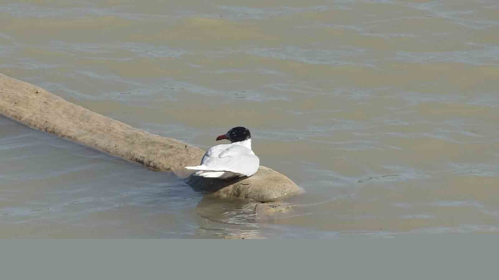 Antalya itfaiyesinden film gibi martı kurtarma operasyonu
