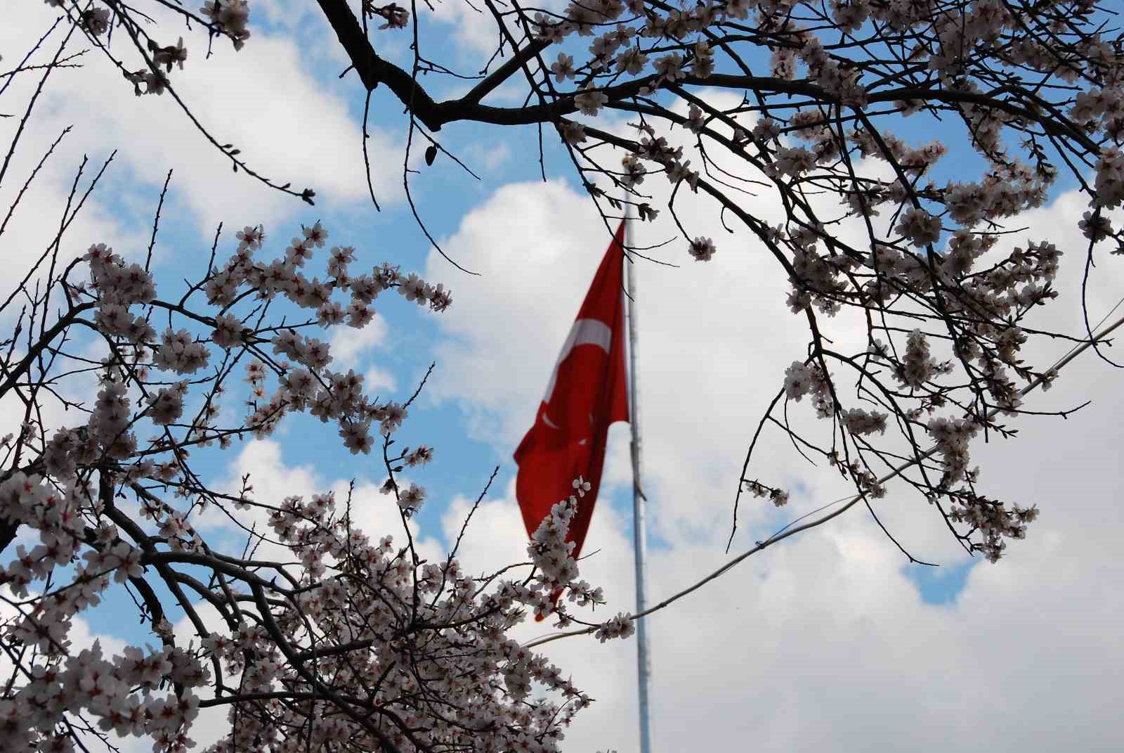 Antalya’da badem ağaçları çiçek açtı, doğada renk cümbüşü yaşanıyor
