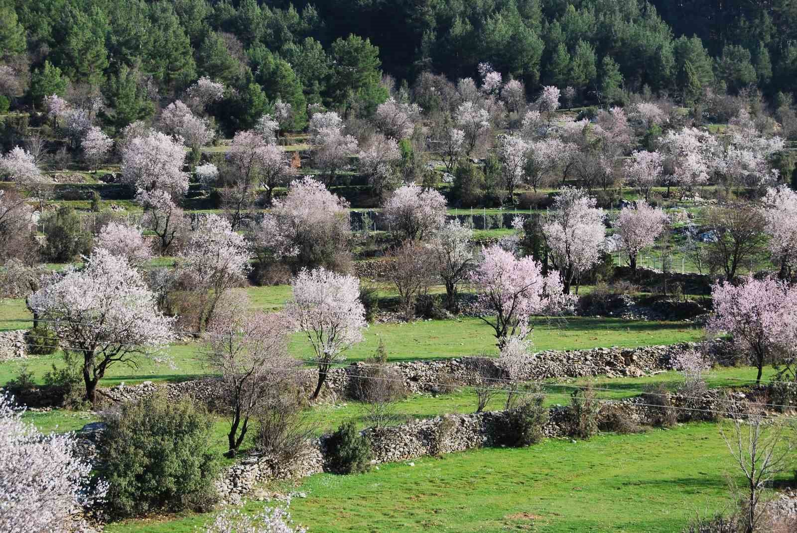 Antalya’da badem ağaçları çiçek açtı, doğada renk cümbüşü yaşanıyor
