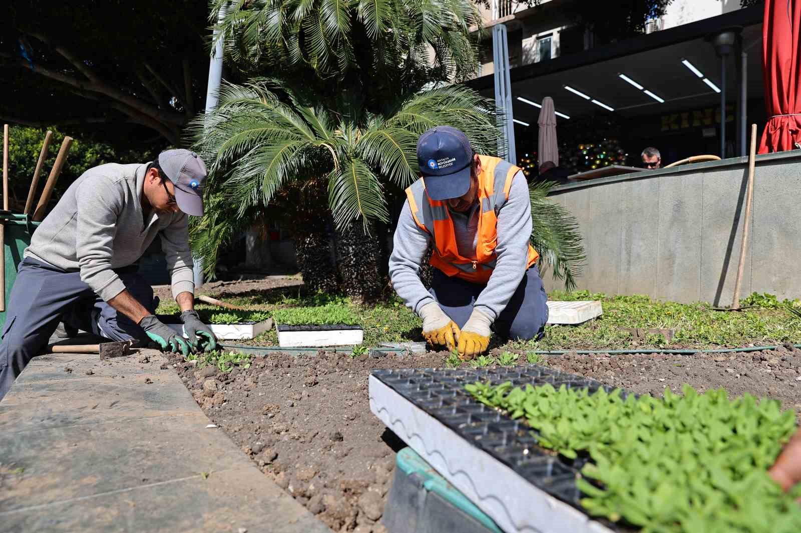 Antalya’da bahar hazırlığı: 4 milyon çiçek toprakla buluşuyor
